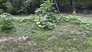 Squash & Pumpkin Garden 🎃 Chamberlin Family Farms #gardening #farming #homesteading #countrylivin