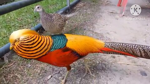 Beautiful birds #birds #shorts #ytshorts