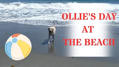Ollie's Day At The Beach.