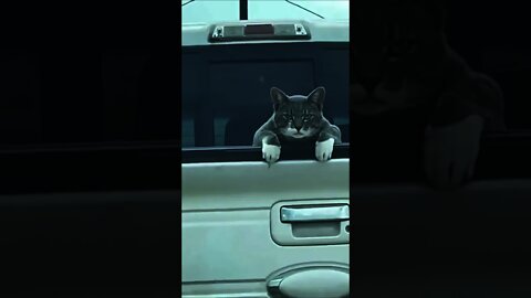 What You Looking At - Funny And Cute Cat Video Compilation #shorts