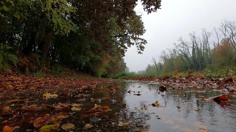 Rain Leaves Autumn Colors Torrent Lake River Fog 😊Sounds to Sleep, Relax, Reduce Stress, Insomnia