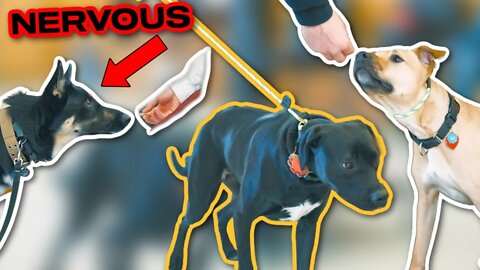 DOG BARKING AT GUEST IN THE HOME! (Training 3 dogs!)