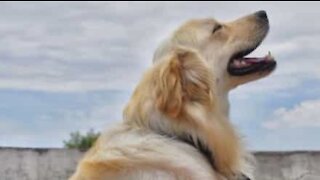 Cão não controla os ciúmes que sente pela nova bebé!