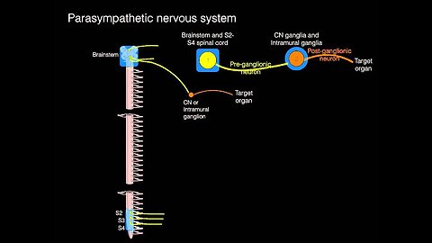 Parasympathetics overview