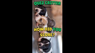 Animal Names [Class] - Puppy Pictures - Quiz Critter #short #animals #quiz