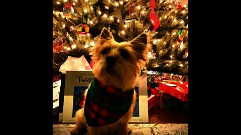 ‘‘Twas the Night before Christmas - Norwich Terrier reading