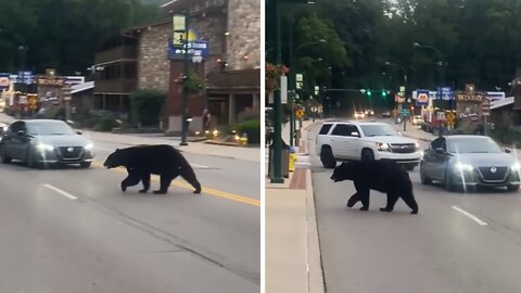 Bear strolls down main street in Gatlinburg, TN