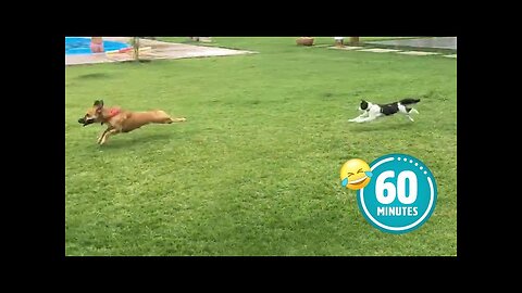 Hilarious Cat CHASES Dog 😯 | FUNNIEST Animals and Pets