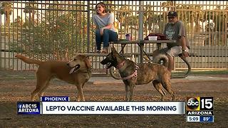 Lepto vaccine available Saturday morning in Phoenix