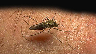 West Nile Virus detected in northern Palm Beach County