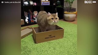 Un adorable chat prend ses aises dans sa nouvelle boite