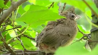 Mockingbird & Cardinal baby birds--Update