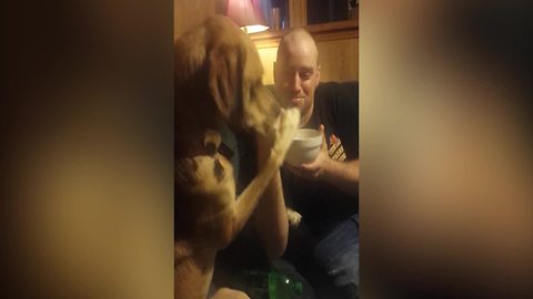 Funny Dog Wants Some Ice Cream