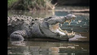 Vaskebjørn slipper kun lige alligatorangreb!