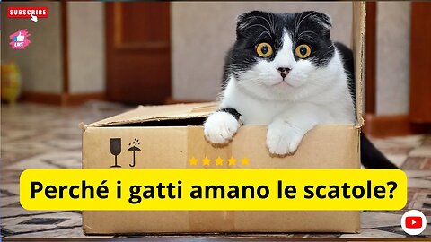 Perché i gatti amano le scatole?