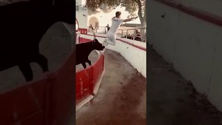 Bull 🐂 Vs Man 😅