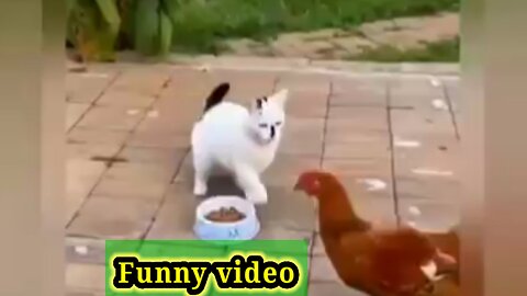 Funny video of animal