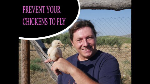Prevent your chicken to fly ducks, tutorial