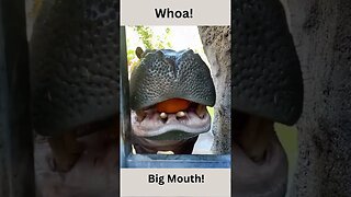 Whoa! Big Mouth! animals videos, hippos #shorts