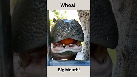 Whoa! Big Mouth! animals videos, hippos #shorts