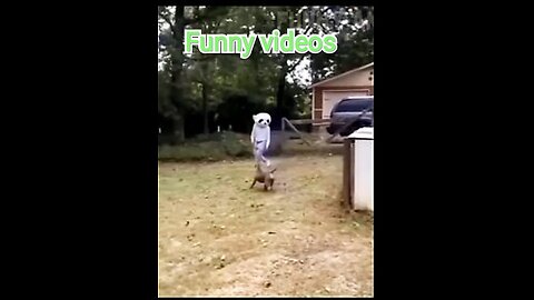 Comedy video of cats and dogs