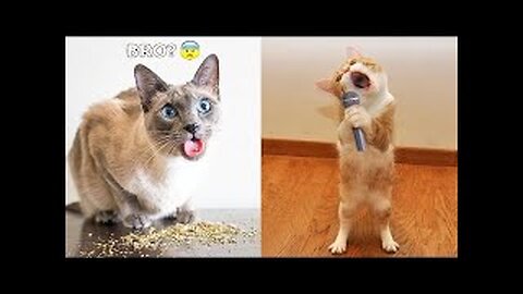 Cat & Dog 🐱🐱🐈🐈 Funny videos