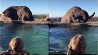 Elefante curioso beve dalla piscina di un hotel