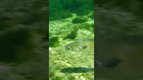 🐟 Freshwater Fish 🐟 at Wakulla Springs 09 #shorts