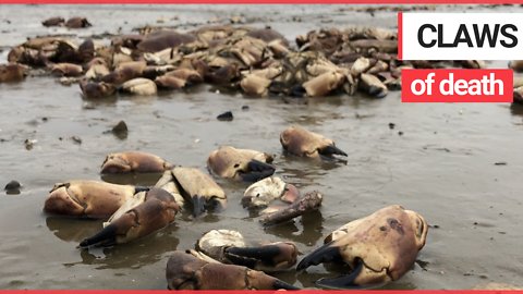 Mystery as man discovers over 200 dead crabs washed up on shore