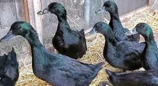 Ducks surprised with something new
