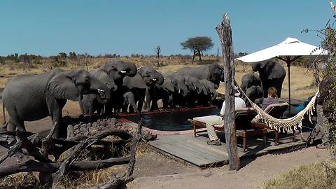 Wild Elephants Drink Water From Pool In Front Of Campers