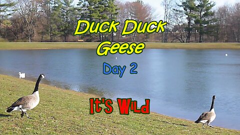 Duck Duck Geese Day 2 – It’s Wild