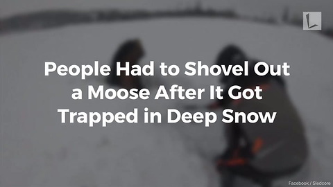 Watch: Snowmobilers Work to Rescue Unhappy Moose Buried in Neck-Deep Snow