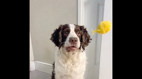 Dog catches mango! In Slow Motion!