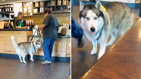 Dog Orders Her First Starbucks Puppuccino! (and then BURPS in my face!)