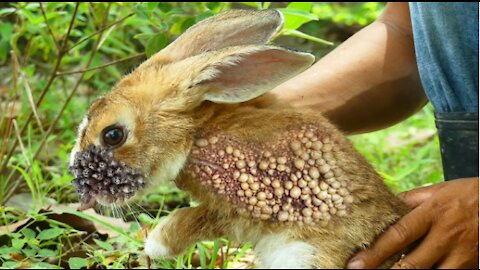 Tick removal from a bunny (Viewers' discretion is advised)