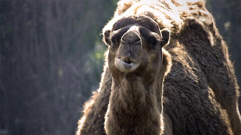 More Than 10,000 Camels to Be Selectively Slaughtered in South Australia