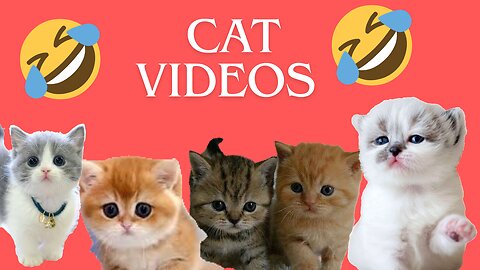 fanny cat videos ! fanny cat ! fanny videos