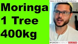 1 Moringa Tree Can Produce 400kg Powder in its Lifetime Make the Investment and Plant Several Today