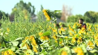 Linder Farms 2020 Sunflower Festival has begun