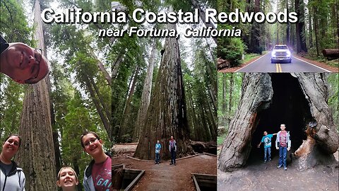 Coastal Redwood Trees near Fortuna, California