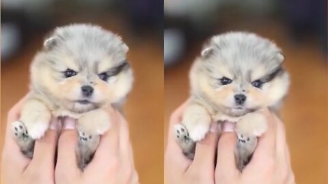 Watch this cute puppy - the most beautiful puppy in 2021