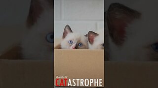 #CATASTROPHE - Box Kittens