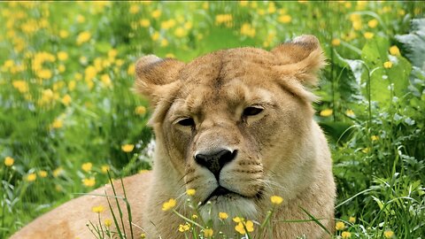 Lovely animal the lion is waiting her cubs #animals #pets #funnyanimals #forestanimals