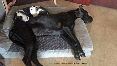 Puppy joins Great Dane for precious nap time