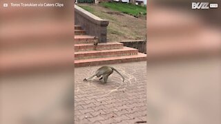 Un singe fou tourne en rond en dessinant des cercles