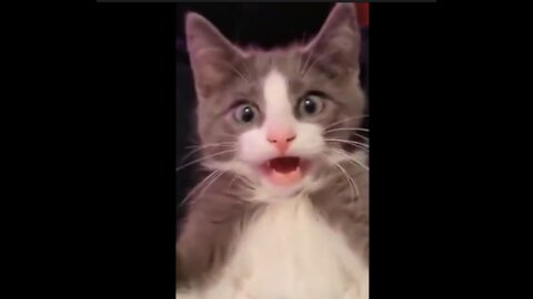 Cute Cats Best Funny Cat Videos 2021