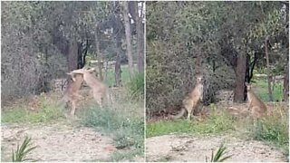 How to stop a kangaroo fight