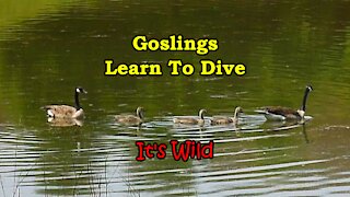 Goslings Learning To Dive