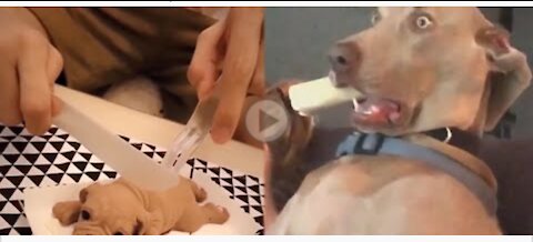 Funny dog ​​reaction when cutting the cake